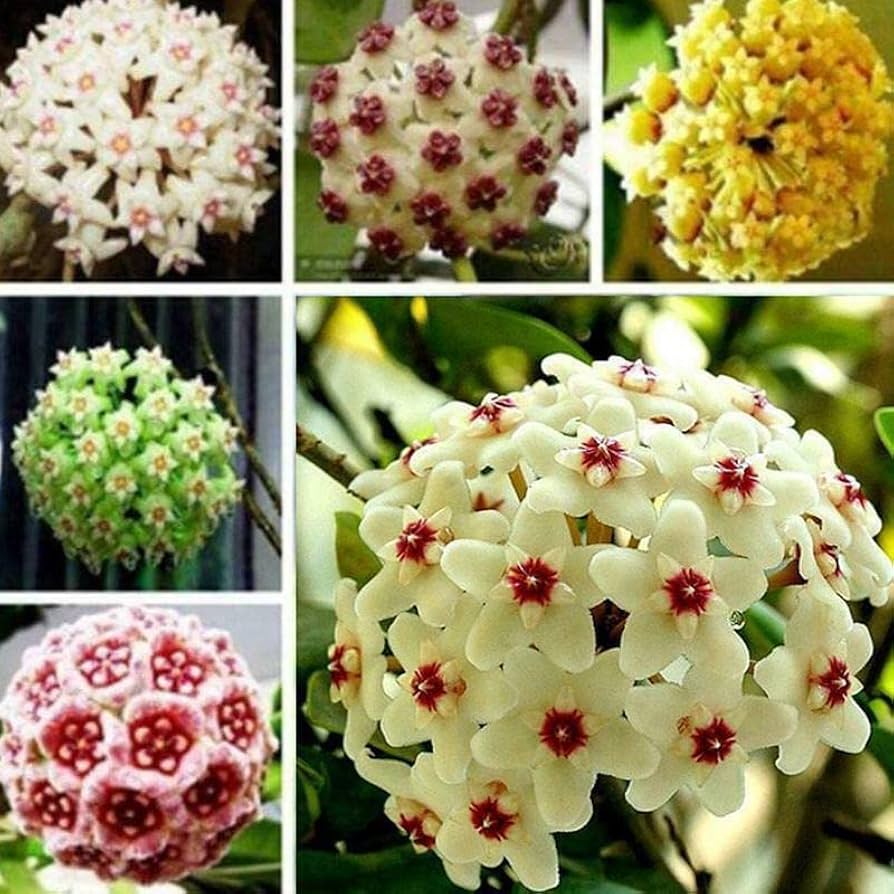 Organic Heirloom Non-GMO Mixed Hoya Seeds for Planting for planting in home garden